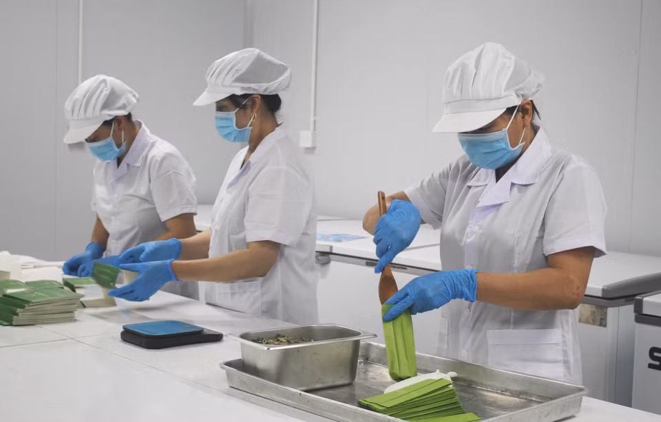Los trabajadores producen té de loto en la empresa de producción, exportación e importación y comercio de servicios de Hali (Ninh Binh). (Foto: VNA)