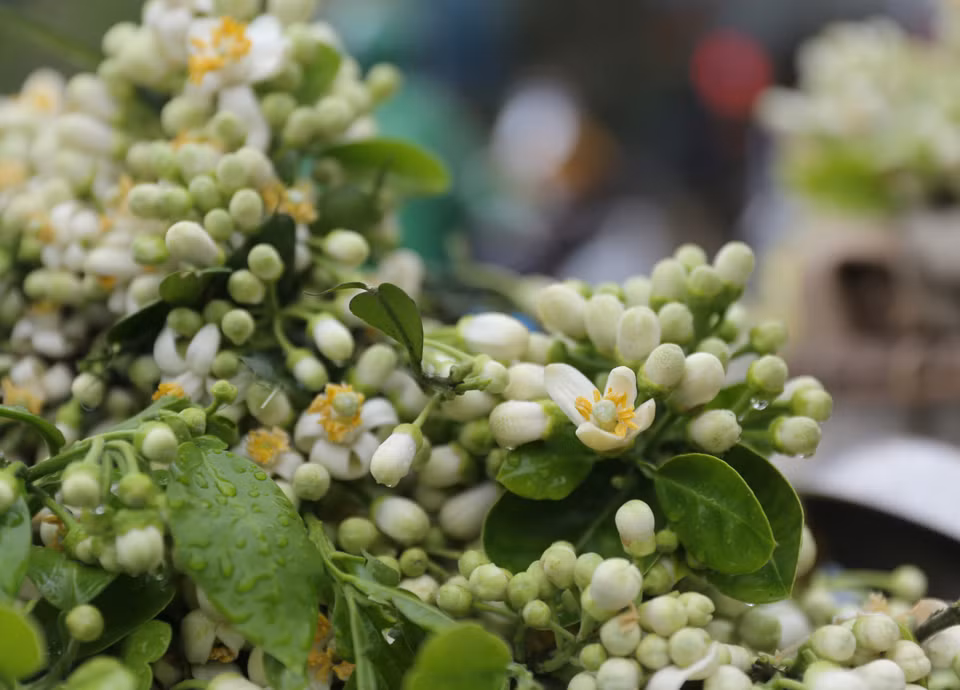 Las flores de pomelo destacan por su color blanco y aroma fragante, por lo que gozan de la preferencia de muchas personas (Foto: VNA)