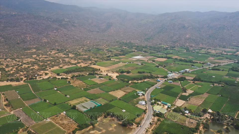 Área de cultivo de uva en la provincia de Ninh Thuan. (Foto: Revista ilustrada de Vietnam)