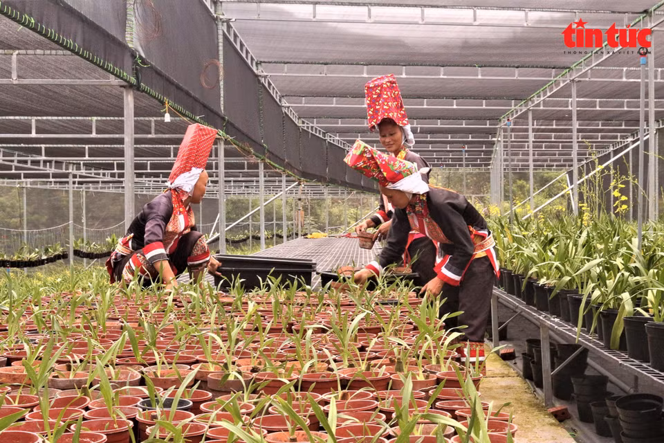 Personas de minorías étnicas en la comuna de Dong Van cuidan las flores en la Cooperativas Hoa Binh Lieu. (Foto: Periódico Tin tuc)
