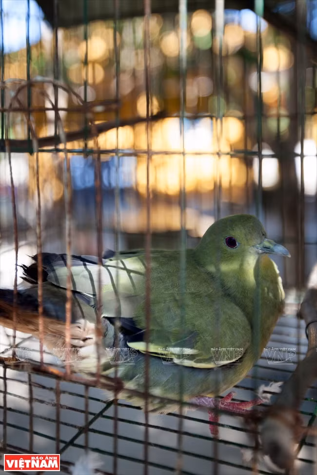 Un pájaro traído desde el continente.