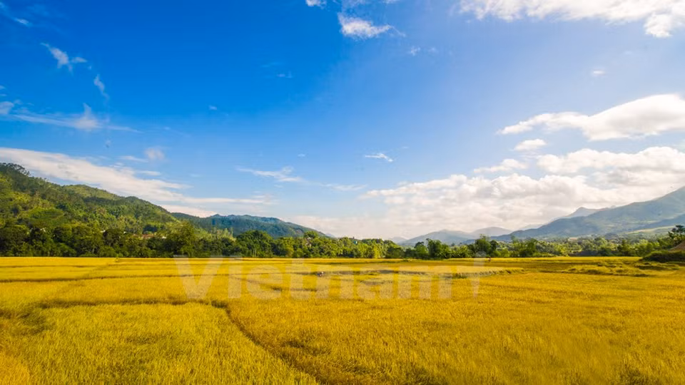 Vastos campos de arroz (Fuente: VNA)