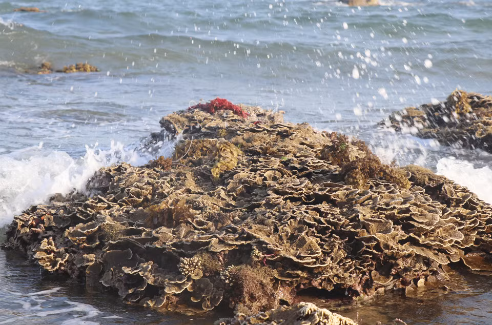 Cuando baje la marea, los corales expuestos de Hon Yen a menudo se ven afectados por las olas (Fuente: VNA)