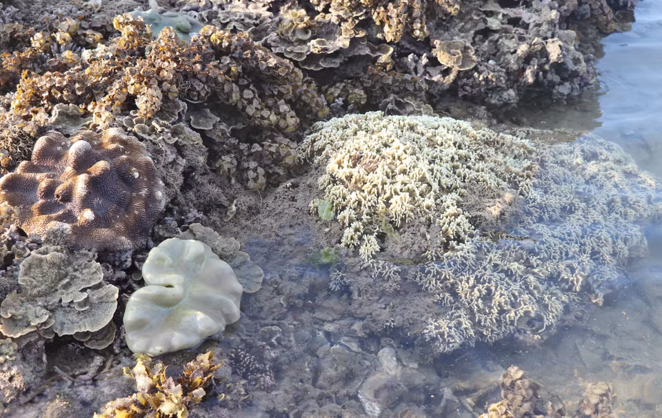 Los corrales de Hon Yen tienen 17 especies, distribuidas cerca de la orilla del área de reliquias (Fuente: VNA)