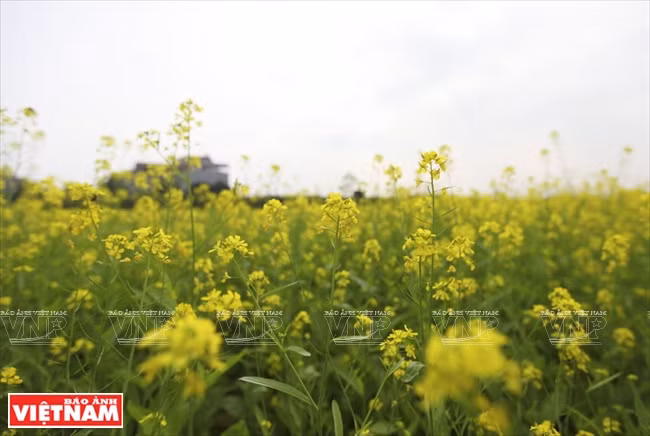 A final de diciembre, el campo de flores de mostaza bajo del puente de Thanh Tri, Hanoi, es un encantador destino para muchos visitantes (Fuente: VNA)