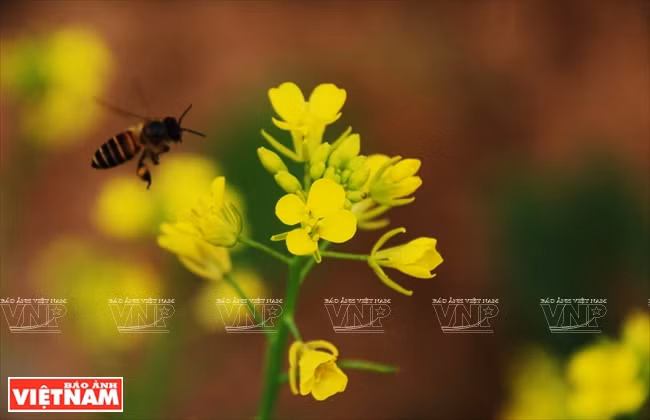 El color amarrrillo y el aroma floral atraen a abejas (Fuente: VNA)