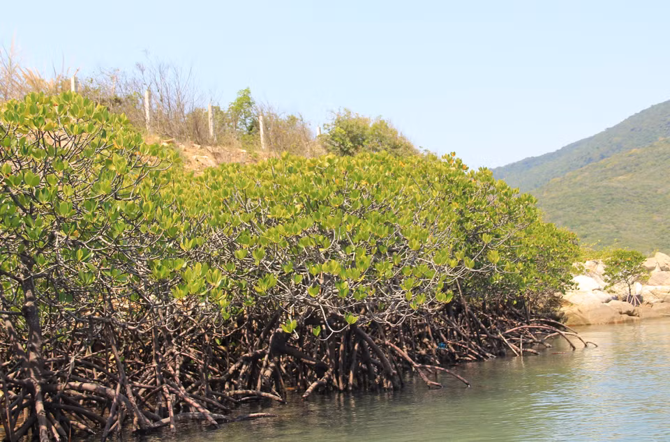 El bosque de mangles de Dam Bay, en la bahía de Nha Trang de la provincia survietnamita de Khanh Hoa, alberga numerosas especies de criaturas marinas de agua salada (Fuente: VNA)