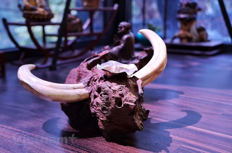 Con motivo del Año Lunar 2021 (Año del Buey), el artesano vietnamita Tran Tuoc ha lanzado la colección titulada “Jardín del Búfalo” con docenas de obras sobre el animal familiar en la cultura tradicional vietnamita y la producción agrícola. La recreación del autor Tran Tuoc también se inspiró en “Diez Toros” o “Diez imágenes de pastoreo de bueyes” (Thap Muc Nguu Do), una serie de poemas breves y dibujos que los acompañan utilizados en el budismo Zen para describir las etapas del progreso de un practicante hacia la iluminación, y su regreso a la sociedad para representar la sabiduría y la compasión (Fuente: Vietnam+)