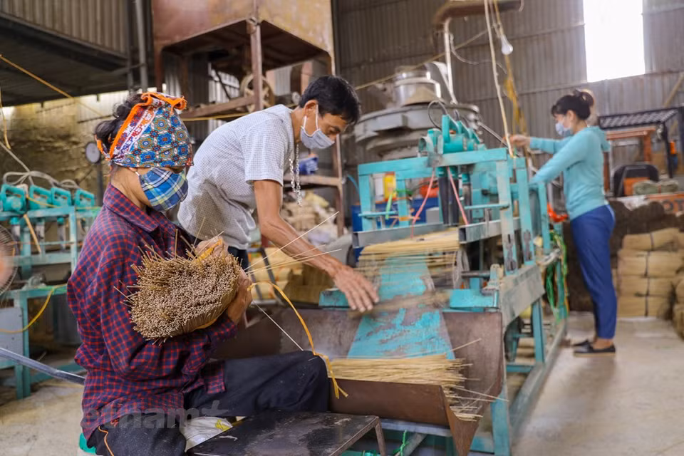 El pueblo de Quang Phu Cau es famoso por la producción de incienso. Antiguamente el incienso sólo lo utilizaban como ofrenda recordando sus antepasados o en ceremonias especiales. Con el tiempo, este producto se ha ido especializando con colores y olores diferentes, lo que ha supuesto un aumento muy importante de la producción y por lo tanto también un incremento de incremento de puestos de trabajo, de manera directa e indirecta. El año nuevo lunar es la época más frenética del año para los trabajadores de la industria artesanal en la aldea de Quang Phu Cau, donde las familias han estado haciendo incienso durante más de un siglo, una gran fuente de orgullo para muchos. (Foto: Vietnam+) 