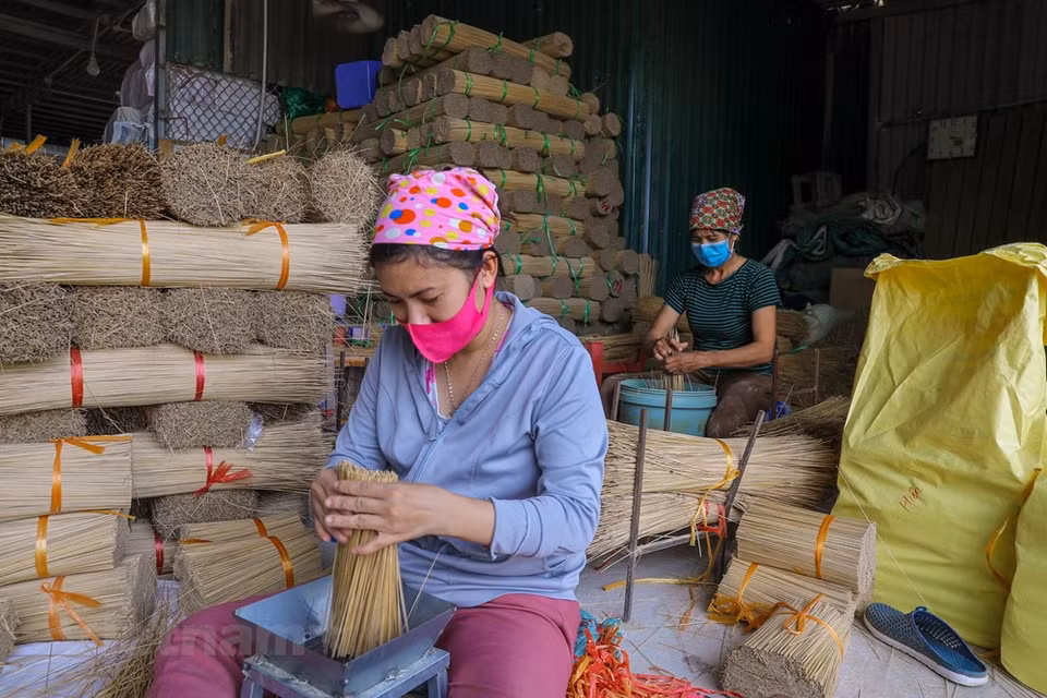 Como las varillas de incienso están hechas de bambú, los aldeanos de Quang Phu Cau consumen alrededor de 200 toneladas de ese material al día, que en su mayoría se transportan desde las provincias de Bac Kan, Lang Son, Thai Nguyen, en el norte, y Thanh Hoa, en el centro. Cada se aproxima el año nuevo lunar, los poblares de Quang Phu Cau trabajan al máximo para atender a la creciente demanda proveniente de todas las regiones del país. Desde un trabajo a tiempo parcial, el oficio ahora genera ingresos para casi tres mil hogares, lo que representa alrededor del 70 por ciento del total de familiares en la comuna. (Foto: Vietnam+) 