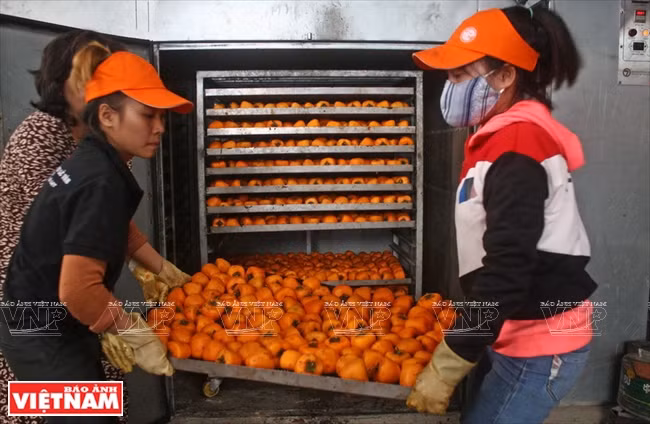 Los caquis son colocados en un horno para el secado antes de ser colgados (Fuente: VNA)