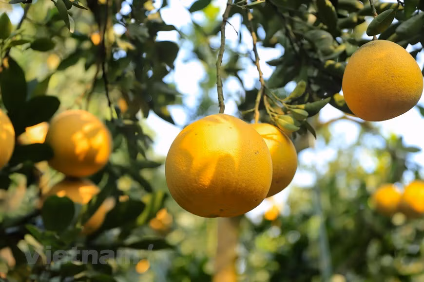 Cada árbol de pomelo de Dien, de más de siete años, produce de 50 a 70 frutas. Los de mayor antigüedad podrían producir más de 100, cada árbol. 