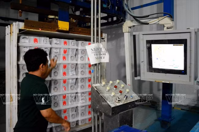 Fijando los sellos de certificación en cada caja de lichi después del proceso de tratamiento de irradiación (Fuente: VNA)