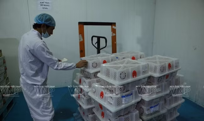 Cajas de lichi en el sistema de irradiación contra parásitos en la fruta (Fuente: VNA)