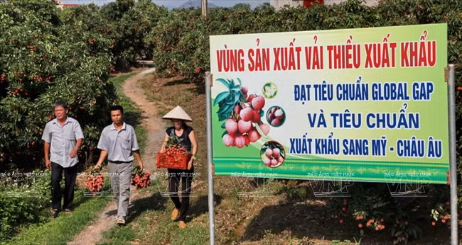  El Comité Popular de Bac Giang planificó una zona de 100 hectáreas para 109 hogares en la comuna de Hong Giang para el cultivo de lichi para la exportación según criterios de Global GAP (Fuente: VNA) 