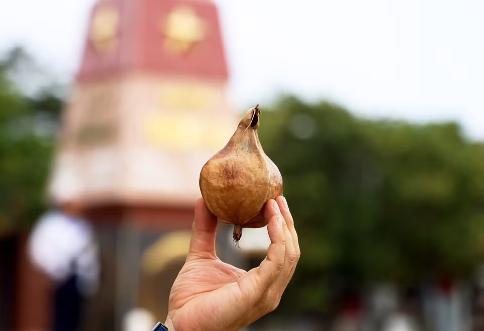 Fruto seco de bonete de clérigo, un regalo especial de Truong Sa. (Foto: VNA)