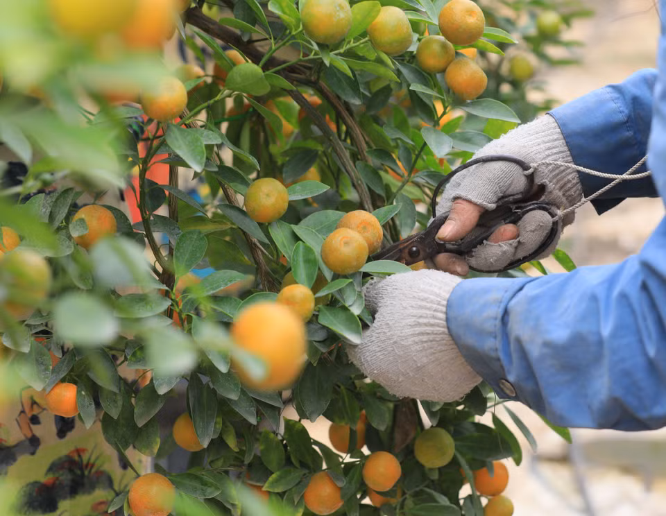 Árboles de kumquat Tu Lien están recortados y moldeados, listos para servir durante la cosecha más importante del año. (Fuente:VNA)