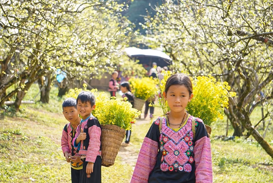 El valle de ciruelos de Na Ka es siempre un destino para los turistas en ocasión del Tet (Nuevo Año Lunar) y la primavera. (Foto:VNA)