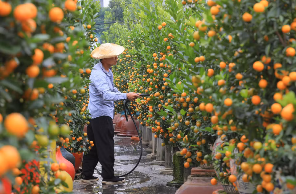 Actualmente, la aldea de Tu Lien tiene alrededor de 400 hogares que cultivan bonsái de kumquat, con una superficie total de hasta 20 hectáreas. (Fuente:VNA)