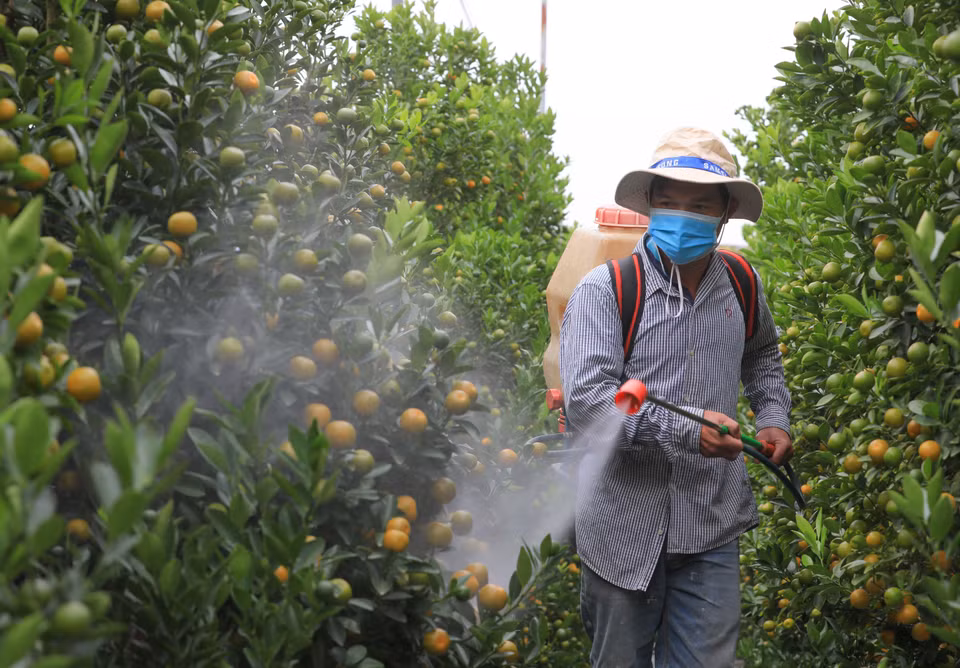 Al acercarse el Tet, esas plantas necesitan ser regadas y podadas para que las hojas sean brillantes y hermosas. (Fuente:VNA)