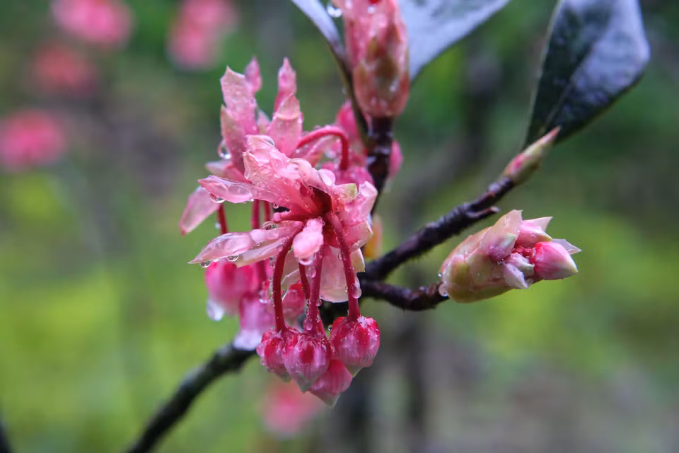 Capullos de flor de durazno con forma de campana antes de florecer por completo. (Fuente:VNA)