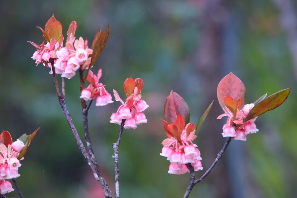 Flores de melocotón con forma de campana brotan, señalando una nueva primavera llena de vitalidad. (Fuente:VNA)