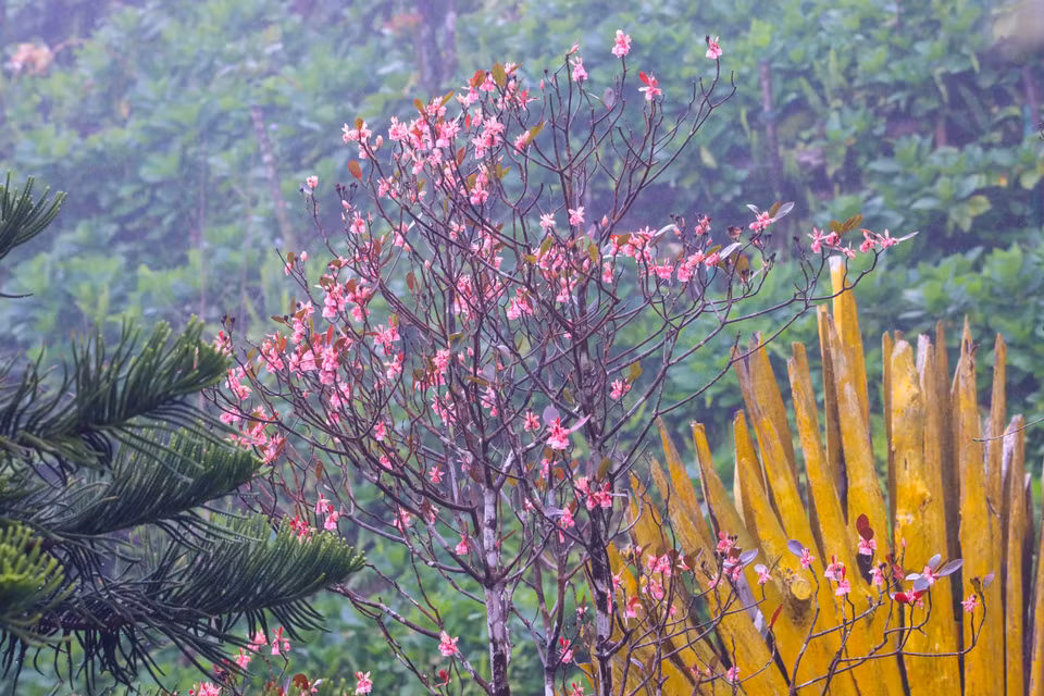Un melocotonero florece con cientos de flores como pequeñas y bellas campanillas. (Fuente:VNA)
