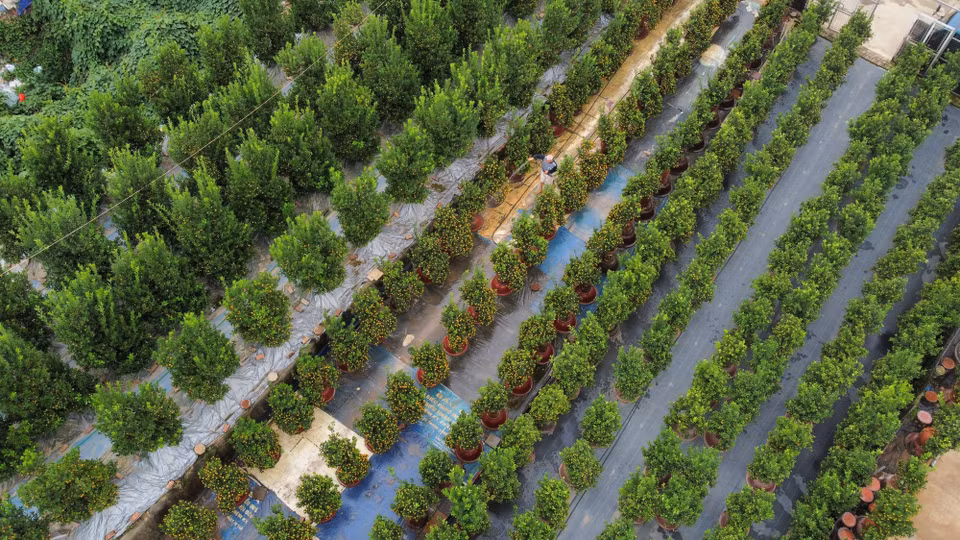 El jardín de kumquat Tu Lien está dispuesto para servir en el mercado durante el Nuevo Año Lunar 2024. (Fuente:VNA)