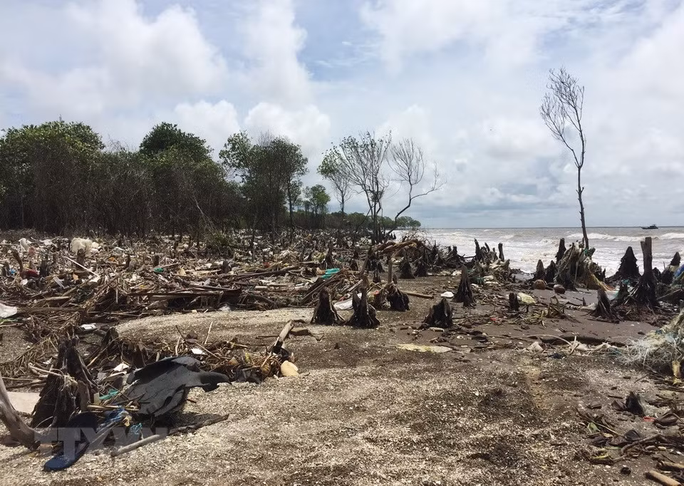La erosión costera amenaza seguridad de diques marítimos en provincia survietnamita de Tien Giang (Fuente:VNA)