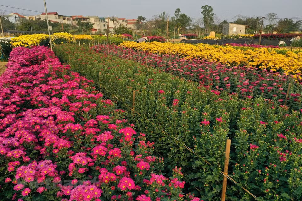 Las flores y plantas ornamentales serán productos clave para impulsar el desarrollo económico de Hanoi, mejorar el medioambiente y acelerar la implementación del programa de construcción de nuevas zonas rurales de la capital, afirmó un funcionario local. Nguyen Van Chi, jefe de la División de Desarrollo Rural de Hanoi, dijo que bajo el programa de la ciudad para aumentar la efectividad de la construcción de nuevas zonas rurales y reestructuración agropecuaria en el período 2021-2025, se espera que la superficie total dedicada al cultivo de flores y plantas ornamentales se incremente a ocho mil 500 y nueve mil hectáreas en los próximos cinco años, respectivamente. Las autoridades locales trabajarán con el Ministerio de Agricultura y Desarrollo Rural y otras localidades para revisar e introducir políticas de apoyo para el sector, mencionó, al subrayar que Hanoi solicitó a las agencias y distritos pertinentes establecer planes al respecto (Fuente: Vietnam+) 