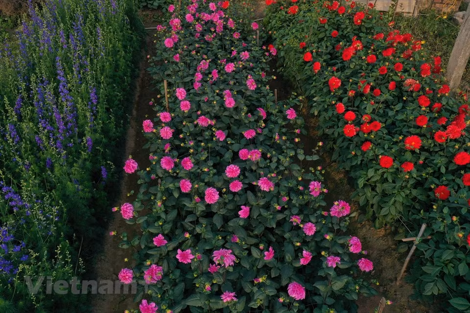 Ha reconocido 11 pueblos artesanales tradicionales de flores y plantas ornamentales, incluido el pueblo de Co Giao; las aldeas de Xam Xuyen y Noi Thon en el distrito de Thuong Tin; los pueblos de Ha Loi, Lieu Tri, Dai Bai en el distrito de Me Linh; pueblo de Phu Dong en el distrito de Gia Lam, aldea de flores de Tay Tuu en el distrito de Bac Tu Liem, pueblo de cultivo de kumquat en la comuna de Tam Xa del distrito de Dong Anh, así como los pueblos de flores de Nhat Tan y de kumquat de Tu Lien en el distrito de Tay Ho (Fuente: Vietnam+) 