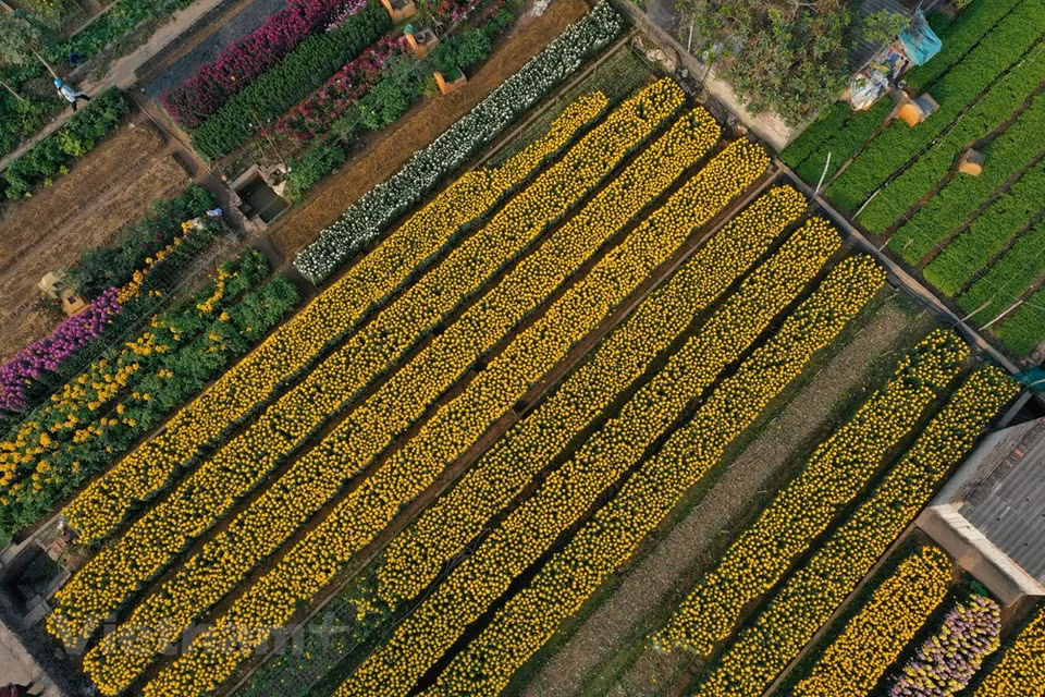 En la cosecha de flores de Año Nuevo Lunar (Tet), después de deducir los gastos, cada hogar puede obtener miles de dólares en ganancias. Ha llegado una nueva primavera al pueblo de Vien Son. La transformación de los cultivos ha abierto una nueva senda de desarrollo para la economía y la sociedad locales. Los agricultores ahora se convierten en expertos, dominan la tecnología y las técnicas en sus campos y se enriquecen en su propia tierra. Las flores y las plantas ornamentales no solo protegen el medioambiente, sino que también ayudan a aumentar los ingresos de las personas, fomentan el desarrollo de áreas rurales de nuevo estilo y el crecimiento urbano en Hanoi (Fuente: Vietnam+)