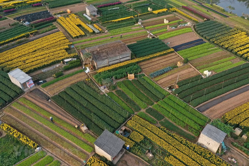 El pueblo-jardín de Vien Son, en el municipio de Son Tay, en Hanoi constituye la localidad con la mayor superficie concentrada de cultivo de flores, al poseer más de cinco hectáreas para este fin. La profesión de plantar flores de melocotones en el pueblo de Vien Son existe desde hace mucho tiempo. Al principio, solo unos pocos hogares plantaron crisantemos y gerberas para vender en el día de plenilunio y el primer día del mes lunar, pero ahora participado alrededor de 80 familias. Solo para la temporada de flores del Año Nuevo Lunar (Tet), los jardineros locales han plantado esta vez diversas variedades de hermosas flores, entre ellas, lirios, chrysanthemum morifolium, tagetes erecta, dalias (Fuente: Vietnam+)