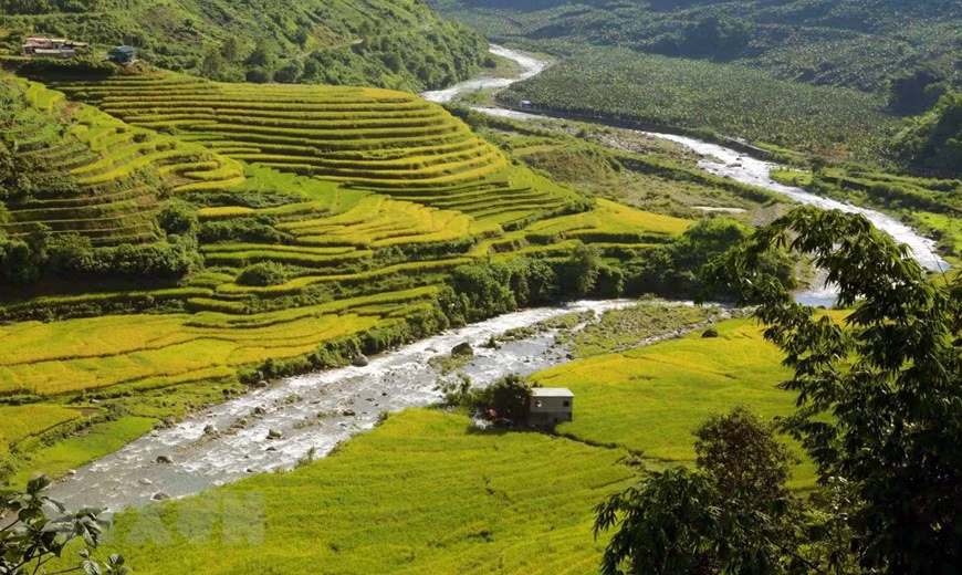 Cuando el clima otoñal irrumpe, entre finales de agosto y principios de septiembre, también es el momento en que los campos en terrazas en la comuna fronteriza de Si Lo Lau, en el distrito de Phong Tho, de la provincia norvietnamita de Lai Chau, se vuelven amarillos (Foto: VNA)