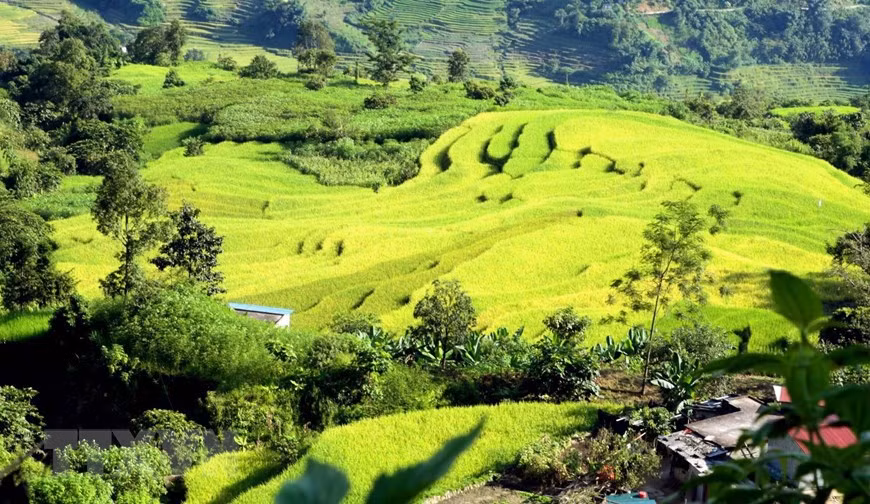 Los campos en terrazas que corren a lo largo del arroyo en la aldea de Moi se han transformado con el encantador color amarillo del clima otoñal (Foto: VNA)