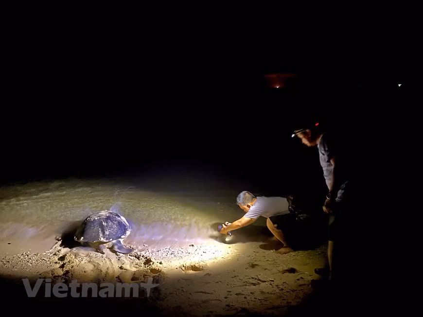 Las tortugas marinas son una especie de vida silvestre particularmente rara que debe conservarse en todo el mundo, con una tasa de supervivencia de una entre mil. Por tal motivo, la isla de Bay Canh, donde esas criaturas vienen a poner sus huevos, está estrictamente protegida con fines investigativos sobre la preservación y el desarrollo de la biodiversidad marina en el Parque Nacional de Con Dao. A los visitantes se les solicitan que cumplan estrictamente con las normas cuando se unan al recorrido para ver las tortugas. El número de visitantes dentro de un grupo no puede sobrepasar los 24. Deben obtener un permiso (válido por 24 horas), restringir mínimamente el equipo de iluminación fuerte (como linternas y flashes de cámaras) y cumplir con algunas reglas generales. (Foto: Vietnamplus)