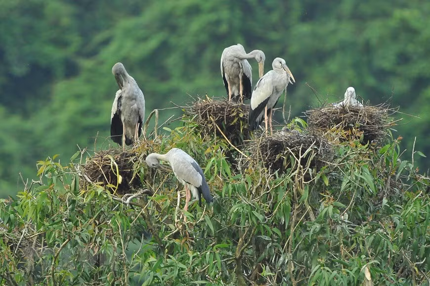 La belleza de las aves en este lugar impresiona a los visitantes (Fuente: VNA)
