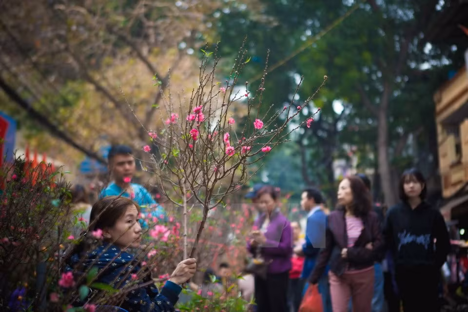 Se venden muchos árboles de melocotón en la calle Hang Luoc, en el casco antiguo (Fuente: VNA)
