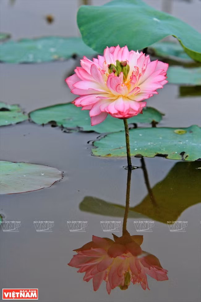 Loto rosado con doble pétalo.(Fuente: VNA)