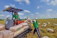 Arroz verde y de baja emisión: La travesía hacia la ecologización del sector arrocero de Vietnam