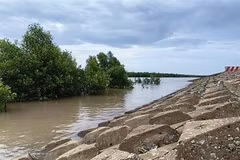 Ca Mau se esfuerza por frenar la erosión costera y ribereña para 2030