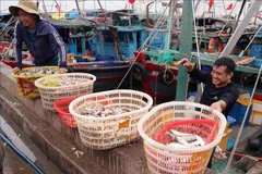 En el puerto pesquero de Ngoc Hai, en el barrio de Do Son, los pescadores muestran un cambio notable en su mentalidad. (Foto: VNA)