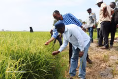El ministro de Agricultura de Zambia, Reuben Mtolo Phiri (primero a la izquierda), conoce la variedad de arroz OM19 cultivada en la cooperativa Tien Thuan en la comuna de Thanh Quoi, ciudad de Can Tho. (Foto: VNA)