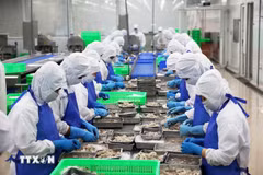 Exportaciones de productos acuáticos de Vietnam alcanzan récord histórico (Foto: VNA)