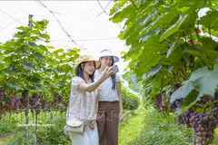 Turistas junto a los viñedos cargados de frutos en la comuna de Muong Phan, Dien Bien. (Foto: VNA)
