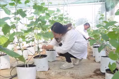 Aplican la tecnología israelí del riego por goteo en Vietnam. (Foto: VNA)