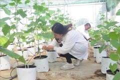 Aplican la tecnología israelí del riego por goteo en Vietnam. (Foto: VNA)