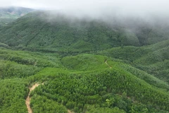 Vietnam impulsa la protección y desarrollo forestal desde inicios de 2026 (Foto: VNA)