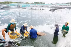 Cosecha de camarones en Ca Mau. (Foto: VNA)