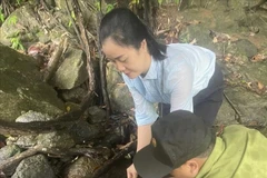 Liberan una rara tortuga de cabeza grande en su hábitat natural en provincia vietnamita. (Foto: VNA)